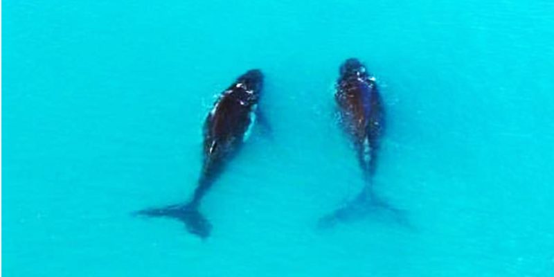 Aerial view of two whales in blue ocean